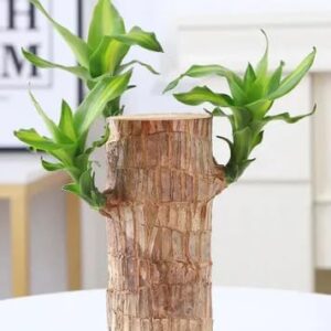 Lucky Brazilian Wood Plant – Indoor Air Purifying Plant | Feng Shui Lucky Plant for Home & Office | Easy Care Indoor Plant for Positive Energy & Decoration (Pot Not Included)