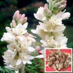 Rajnigandha Flower Bulb for Garden Double Flowering Bulbs (White, 10 Bulbs) | Rajanigandha Fragrant Flower Bulbs for Pots