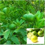 Pakistani lemon plant grafted Pakistani lemon plant Citrus Trees for Home Gardening 1-2 feet height