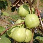 Thai Golden 8 Guava Plant (Live Fruit Plant) – Grafted/Layered | 1–2 Feet Height