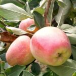 Apple Red Anna Variety Low Chill Grafted Apple Plant Live Tree (1.5–3 Feet) – Early Fruiting Seb Fruit Plant for Warm Climate Home Garden & Terrace Farming