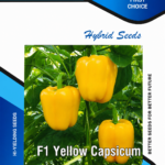F1 Yellow Capsicum Hybrid Seeds – Kitchen Gardening Seeds