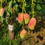 Pusa Shreshtha Mango Grafted Plant | Premium Hybrid Mango Live Plant for Home Garden & Farming  | Sweet Red Blush Mango Variety