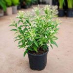Raat Ki Rani, Raat Rani, Night Blooming Jasmine Plant